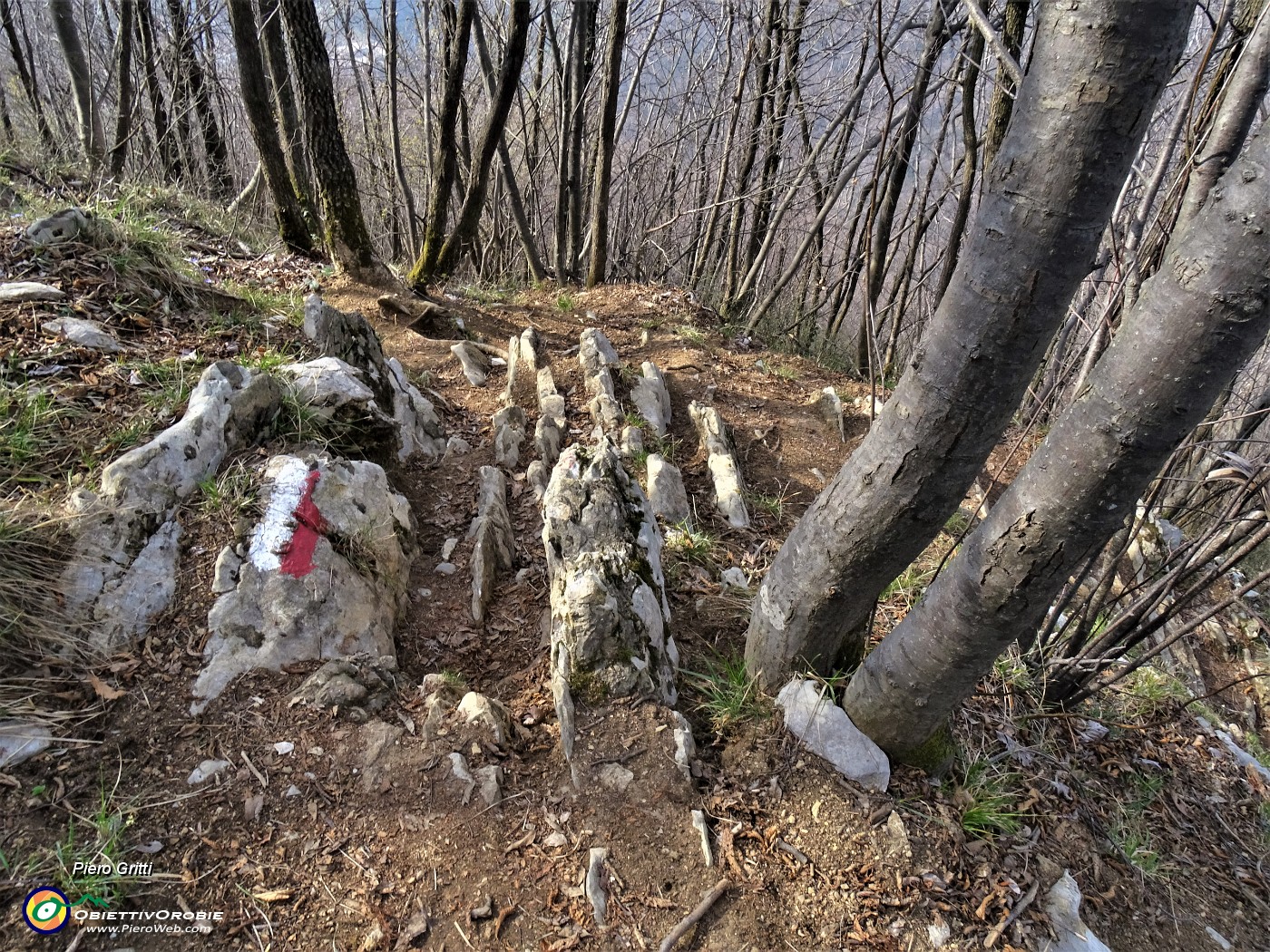 66 Scendo, per la prima volta, ai Roccoli della Passata, dal ripido sentiero 571, camminando con attenzione tra carpini neri ben sviluppati.JPG